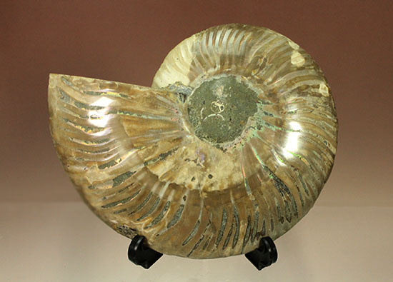 アンモナイトの内部構造がまるわかり！コレクション品として完成されたアンモナイトスライス標本(Ammonite)（その5）
