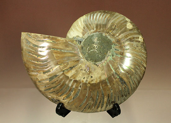 アンモナイトの内部構造がまるわかり！コレクション品として完成されたアンモナイトスライス標本(Ammonite)（その5）