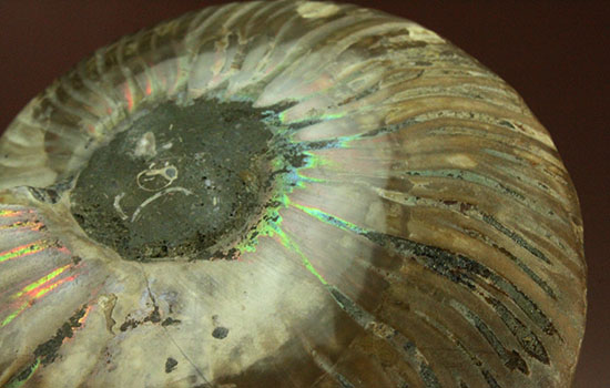 アンモナイトの内部構造がまるわかり！コレクション品として完成されたアンモナイトスライス標本(Ammonite)（その6）