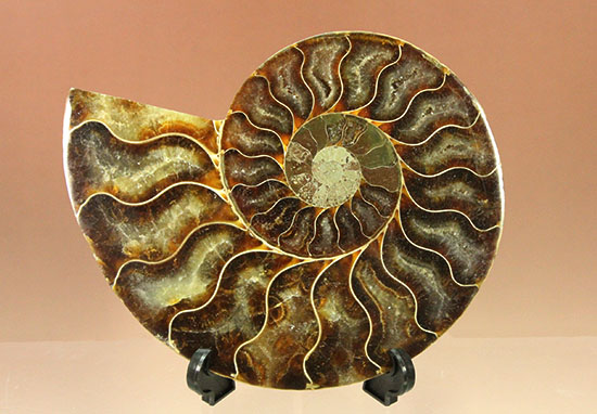 アンモナイトの内部構造がまるわかり！コレクション品として完成されたアンモナイトスライス標本(Ammonite)（その7）