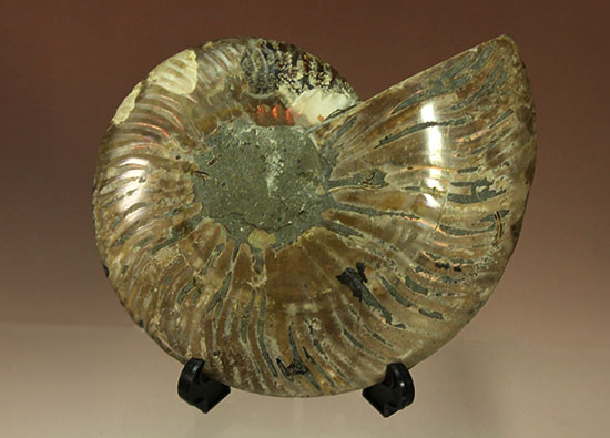 アンモナイトの内部構造がまるわかり！コレクション品として完成されたアンモナイトスライス標本(Ammonite)（その8）