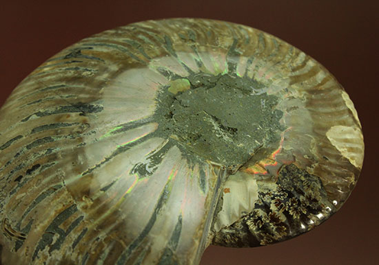 アンモナイトの内部構造がまるわかり！コレクション品として完成されたアンモナイトスライス標本(Ammonite)（その9）