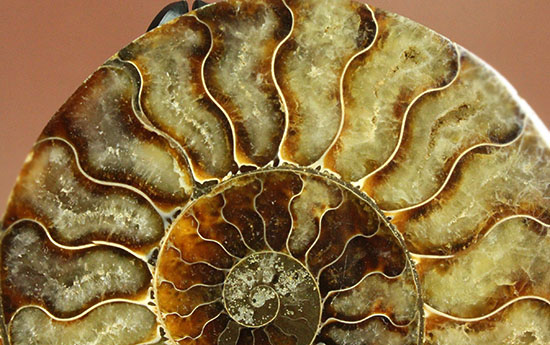 大判！！アンモナイト(Ammonite)が芸術品の域に！​マダガスカル産スライスアンモナイト（その10）