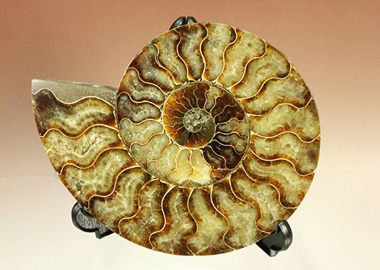 大判！！アンモナイト(Ammonite)が芸術品の域に！​マダガスカル産スライスアンモナイト（その13）