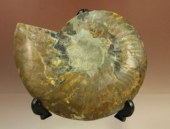 大判！！アンモナイト(Ammonite)が芸術品の域に！​マダガスカル産スライスアンモナイト（その14）