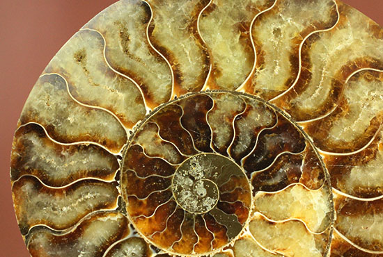 大判！！アンモナイト(Ammonite)が芸術品の域に！​マダガスカル産スライスアンモナイト（その17）