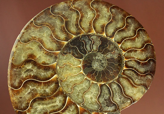大判！！アンモナイト(Ammonite)が芸術品の域に！​マダガスカル産スライスアンモナイト（その18）