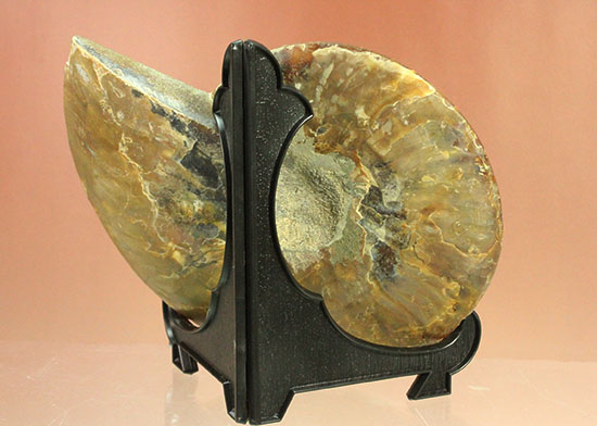 大判！！アンモナイト(Ammonite)が芸術品の域に！​マダガスカル産スライスアンモナイト（その6）