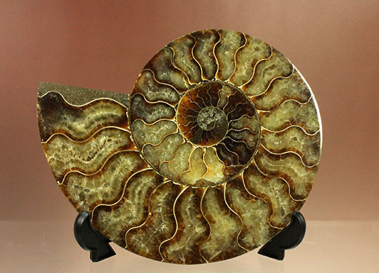 大判！！アンモナイト(Ammonite)が芸術品の域に！​マダガスカル産スライスアンモナイト（その9）