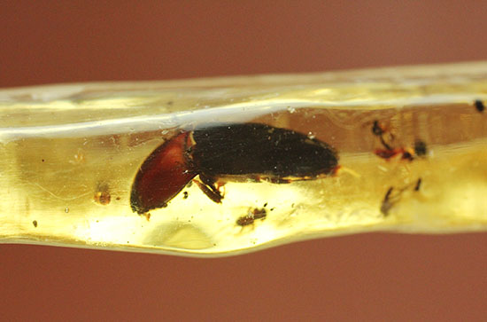 で・・・でっかい!大きな虫が内包されたコーパル標本(Copal)(その1)