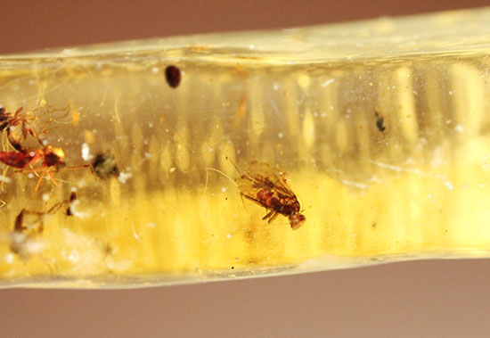 で・・・でっかい!大きな虫が内包されたコーパル標本(Copal)(その10)