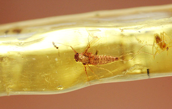 で・・・でっかい!大きな虫が内包されたコーパル標本(Copal)(その11)