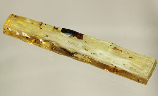 で・・・でっかい!大きな虫が内包されたコーパル標本(Copal)(その13)