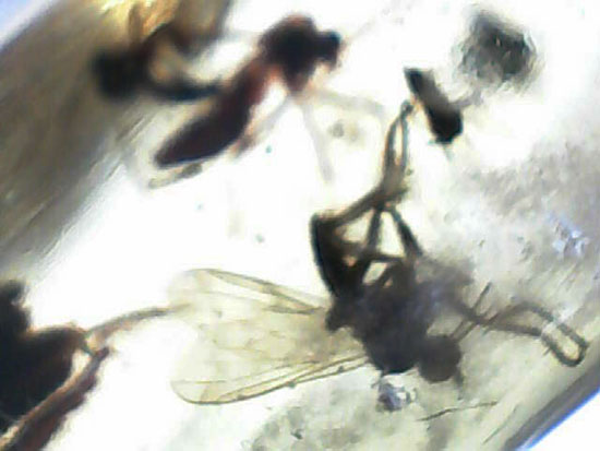 で・・・でっかい!大きな虫が内包されたコーパル標本(Copal)(その14)