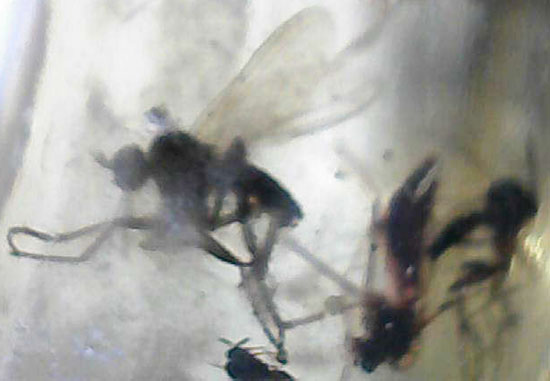 で・・・でっかい!大きな虫が内包されたコーパル標本(Copal)(その15)