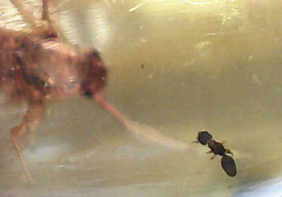 で・・・でっかい!大きな虫が内包されたコーパル標本(Copal)(その16)
