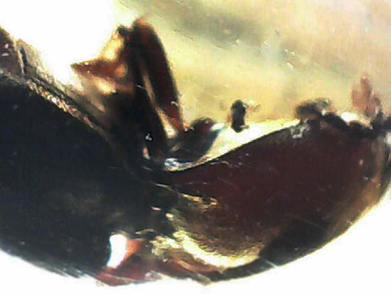 で・・・でっかい!大きな虫が内包されたコーパル標本(Copal)(その17)