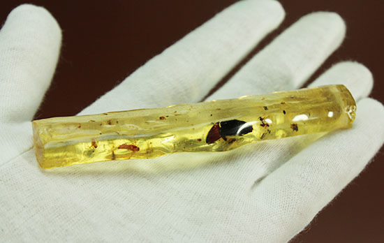 で・・・でっかい!大きな虫が内包されたコーパル標本(Copal)(その2)