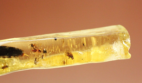 で・・・でっかい!大きな虫が内包されたコーパル標本(Copal)(その3)