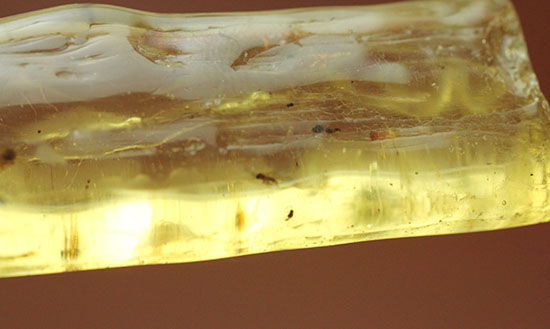 で・・・でっかい!大きな虫が内包されたコーパル標本(Copal)(その6)