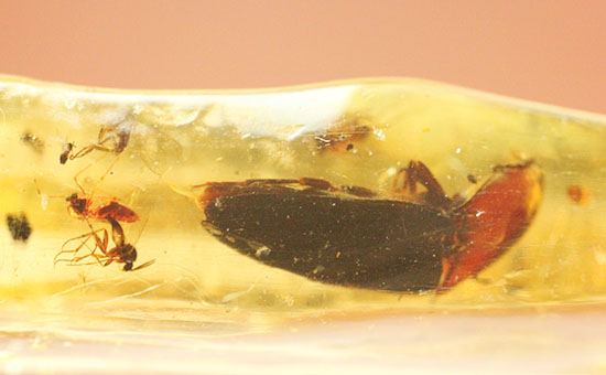 で・・・でっかい!大きな虫が内包されたコーパル標本(Copal)(その8)