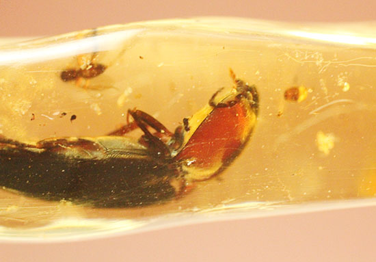で・・・でっかい!大きな虫が内包されたコーパル標本(Copal)(その9)