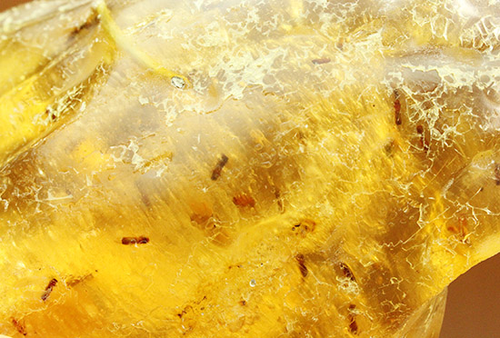 メガサイズ!!!多数の虫が内包された、コーパル標本(Copal)(その10)