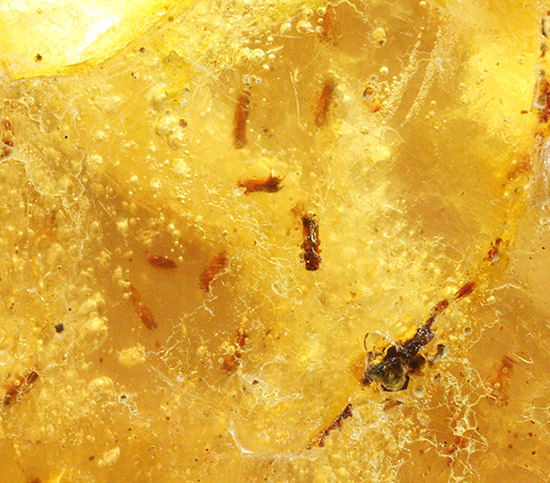 メガサイズ!!!多数の虫が内包された、コーパル標本(Copal)(その11)