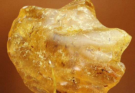 メガサイズ!!!多数の虫が内包された、コーパル標本(Copal)(その12)