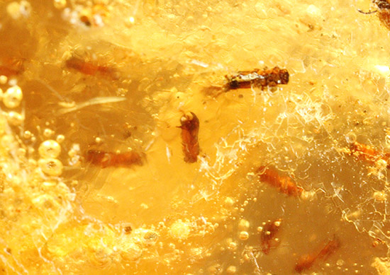 メガサイズ!!!多数の虫が内包された、コーパル標本(Copal)(その18)