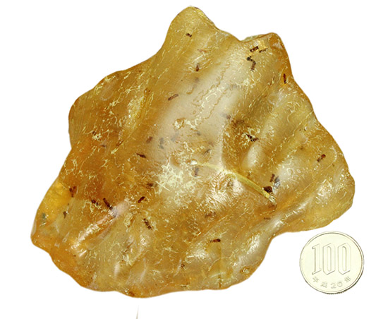 メガサイズ!!!多数の虫が内包された、コーパル標本(Copal)(その20)