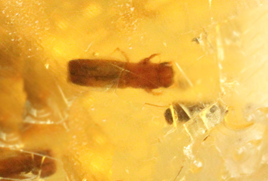 メガサイズ!!!多数の虫が内包された、コーパル標本(Copal)(その3)
