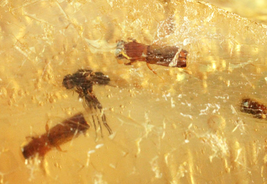 メガサイズ!!!多数の虫が内包された、コーパル標本(Copal)(その4)