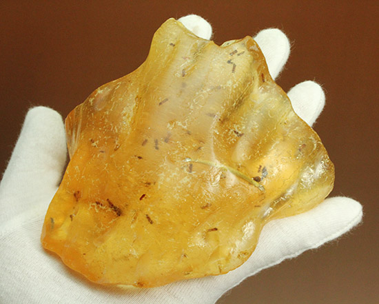メガサイズ!!!多数の虫が内包された、コーパル標本(Copal)(その5)