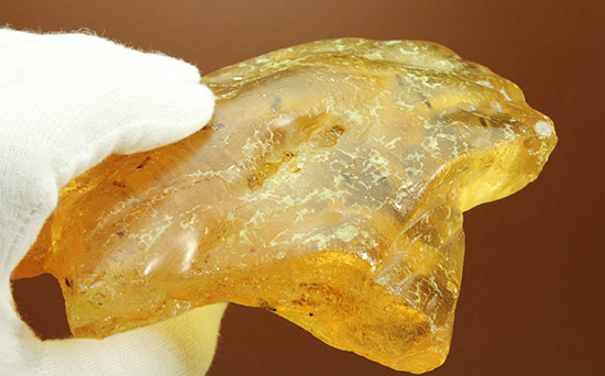 メガサイズ!!!多数の虫が内包された、コーパル標本(Copal)(その7)