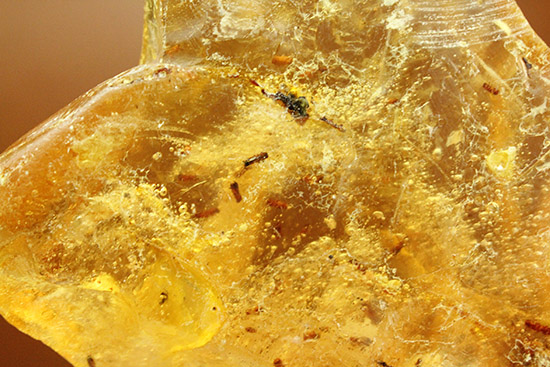 メガサイズ!!!多数の虫が内包された、コーパル標本(Copal)(その9)