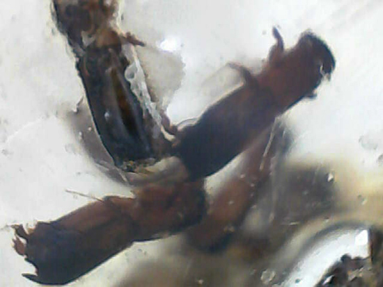 ぞっとするほど無数の虫が取り込まれた​マダガスカル産コーパル標本(Copal)（その16）