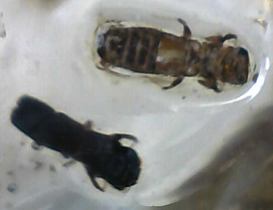 ぞっとするほど無数の虫が取り込まれた​マダガスカル産コーパル標本(Copal)（その18）