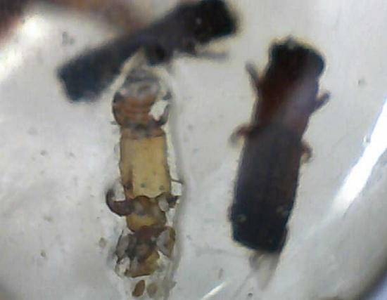 ぞっとするほど無数の虫が取り込まれた​マダガスカル産コーパル標本(Copal)（その19）