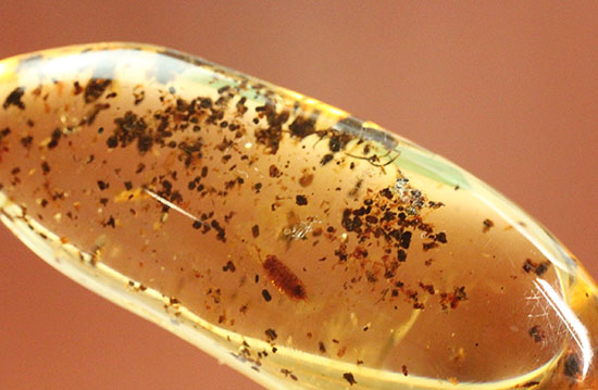 長い肢をもつ虫が鮮明に確認できる、丸みを帯びたコーパル標本(Copal)(その1)
