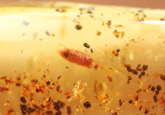 長い肢をもつ虫が鮮明に確認できる、丸みを帯びたコーパル標本(Copal)(その11)