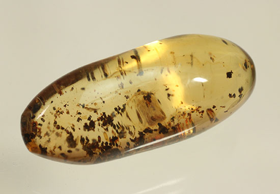 長い肢をもつ虫が鮮明に確認できる、丸みを帯びたコーパル標本(Copal)(その12)