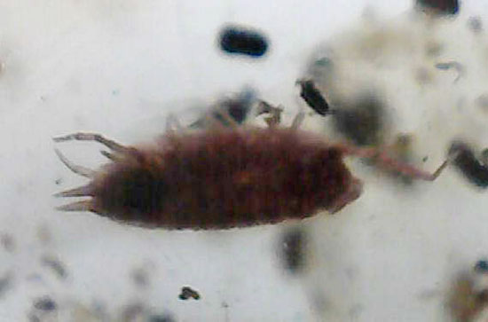 長い肢をもつ虫が鮮明に確認できる、丸みを帯びたコーパル標本(Copal)(その15)
