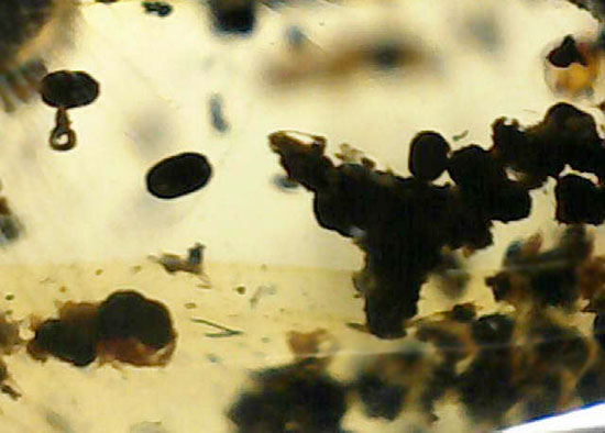 長い肢をもつ虫が鮮明に確認できる、丸みを帯びたコーパル標本(Copal)(その16)