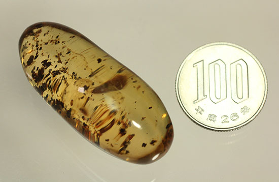長い肢をもつ虫が鮮明に確認できる、丸みを帯びたコーパル標本(Copal)(その17)