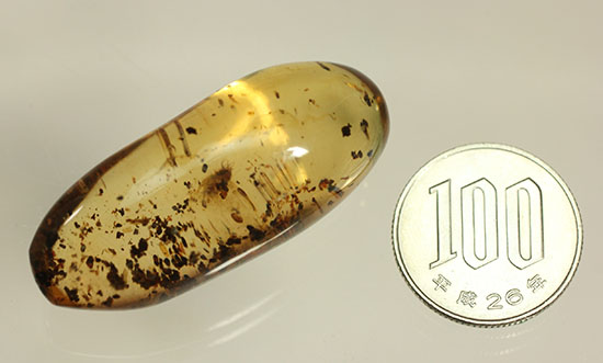 長い肢をもつ虫が鮮明に確認できる、丸みを帯びたコーパル標本(Copal)(その18)
