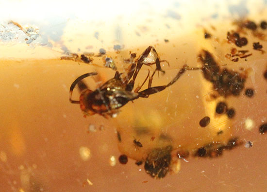 長い肢をもつ虫が鮮明に確認できる、丸みを帯びたコーパル標本(Copal)(その2)