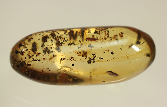 長い肢をもつ虫が鮮明に確認できる、丸みを帯びたコーパル標本(Copal)(その3)
