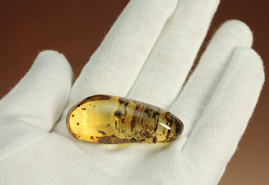 長い肢をもつ虫が鮮明に確認できる、丸みを帯びたコーパル標本(Copal)(その4)