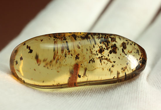 長い肢をもつ虫が鮮明に確認できる、丸みを帯びたコーパル標本(Copal)(その5)